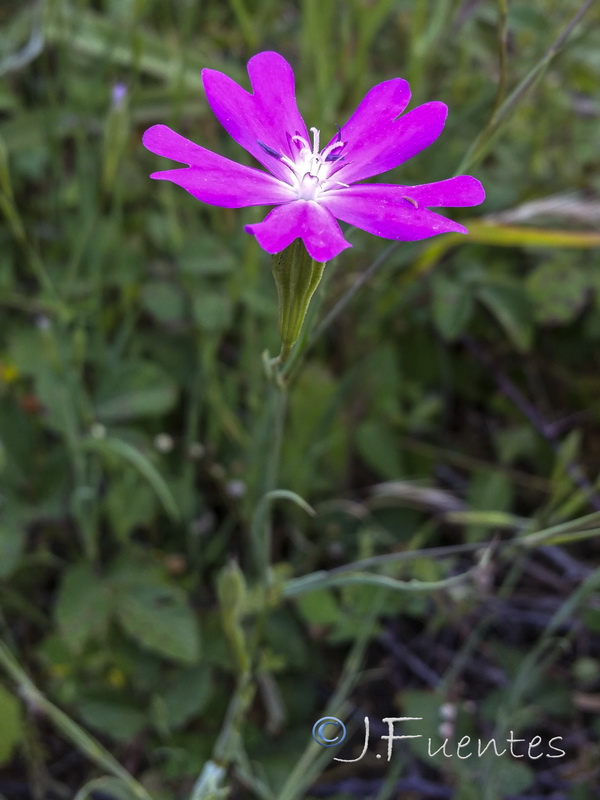 Silene coelirosa.15
