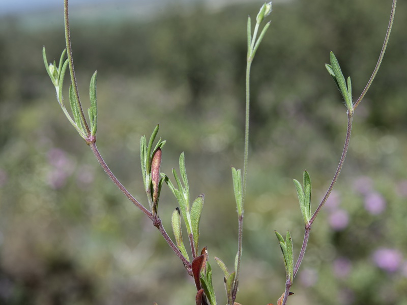 Silene colorata.07