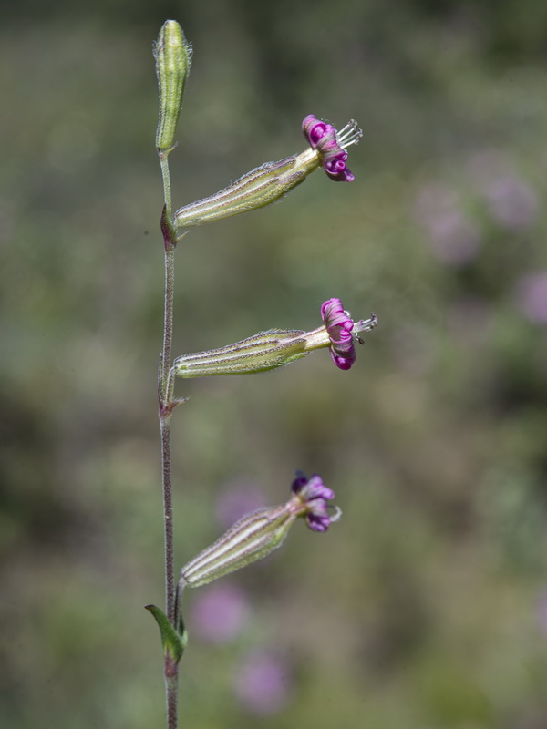 Silene colorata.10