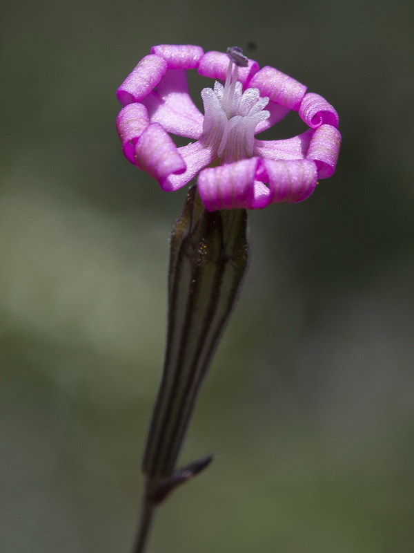 Silene colorata.17