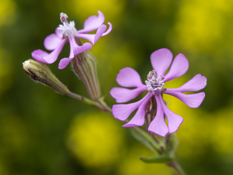 Silene colorata.25