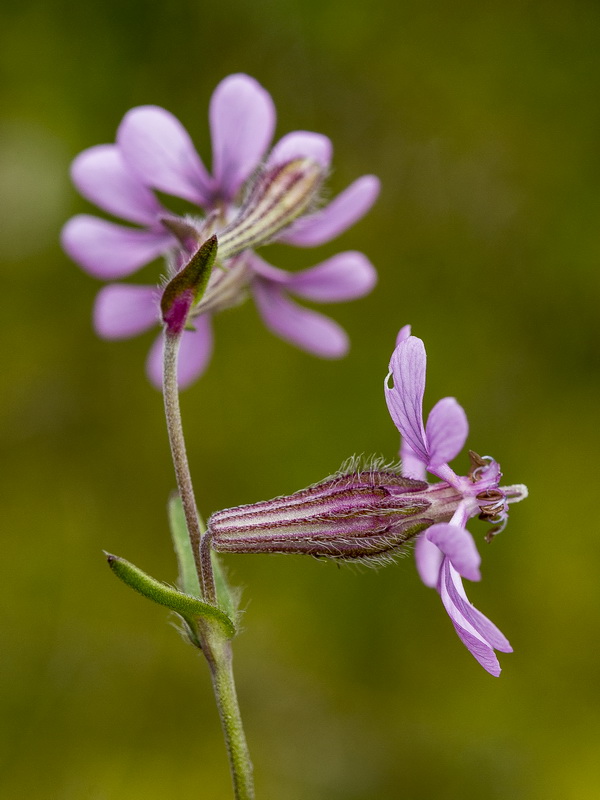 Silene colorata.30