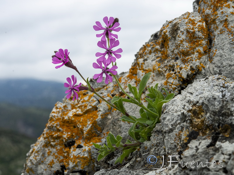 Silene colorata.42