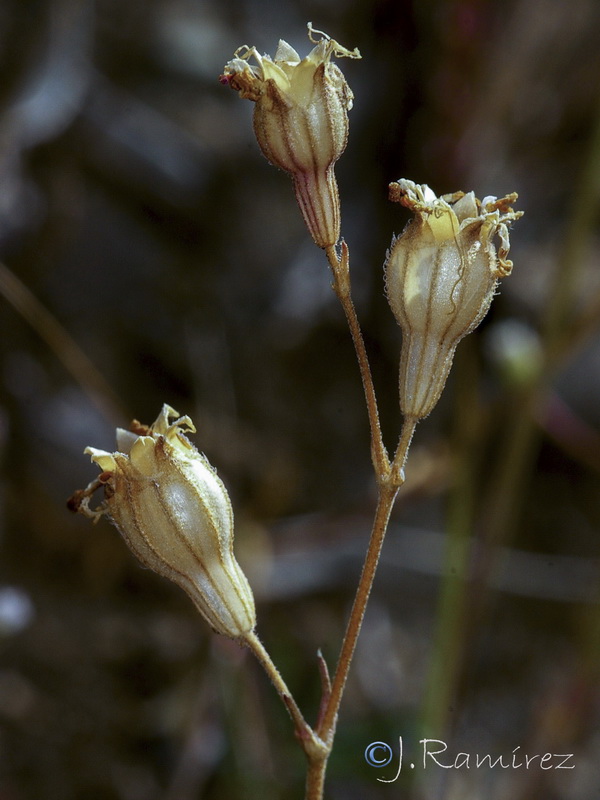 Silene colorata.44