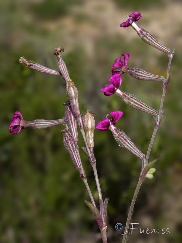 Silene colorata.49