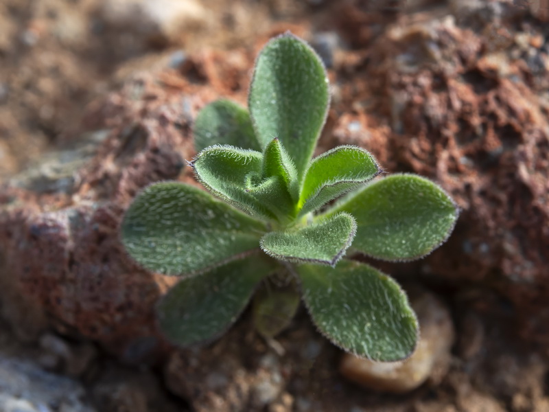 Silene colorata.50