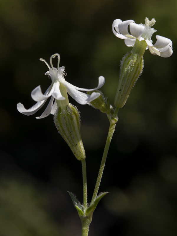 Silene colorata.52