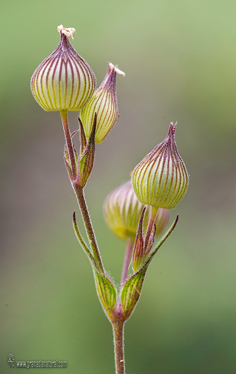 Silene conica