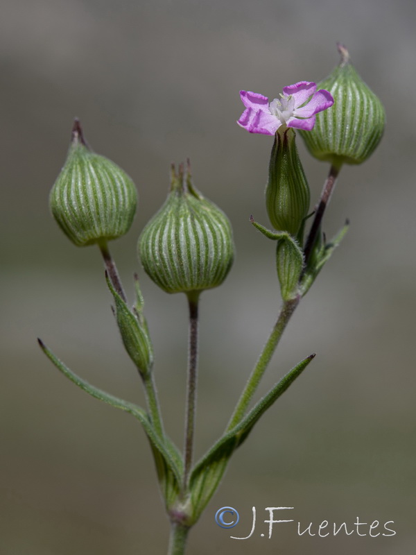 Silene conica conica.12