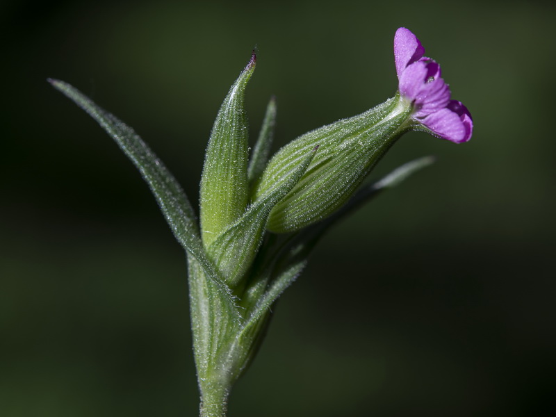 Silene conica conica.16