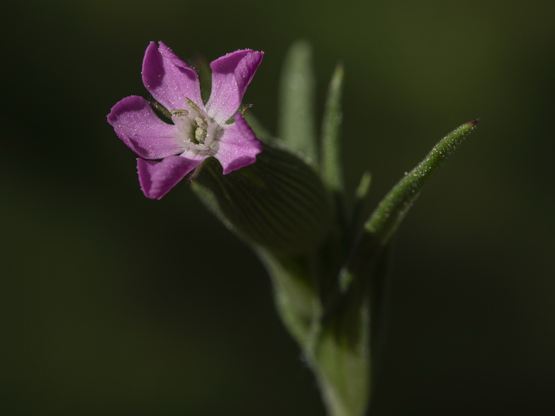 Silene conica conica.18