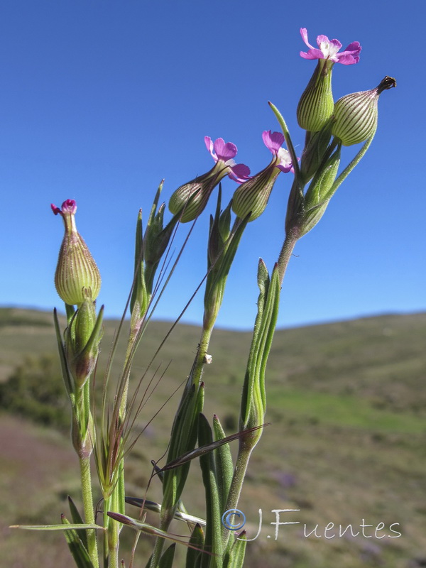 Silene conoidea.02