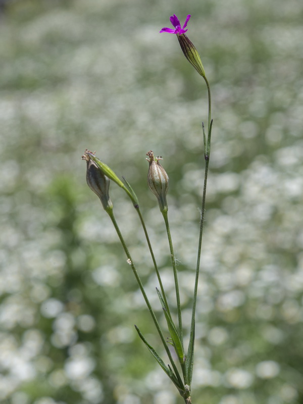 Silene cretica.01