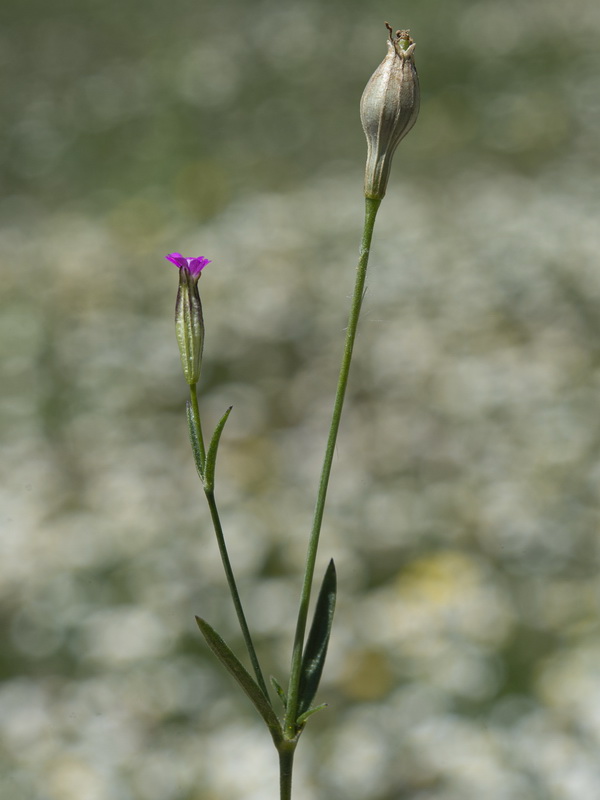 Silene cretica.02
