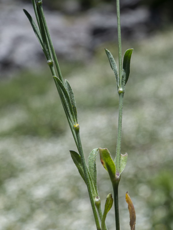 Silene cretica.03