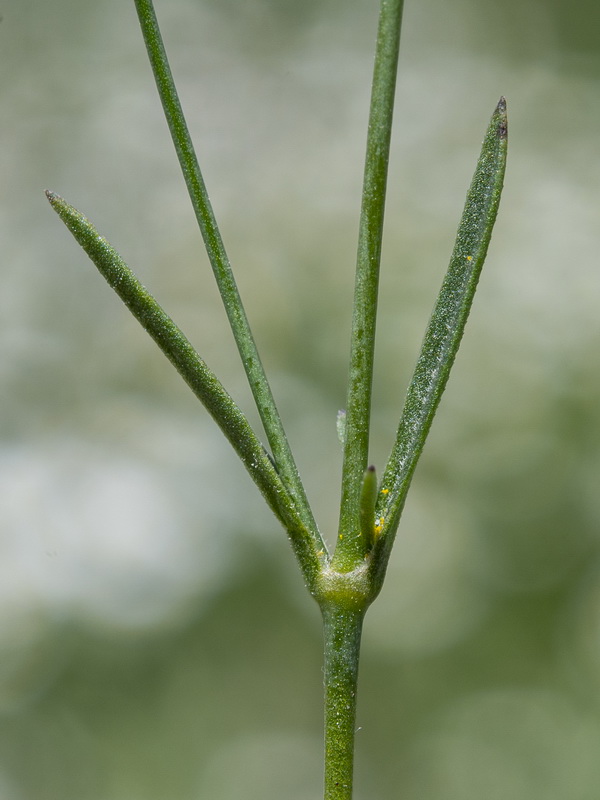 Silene cretica.04