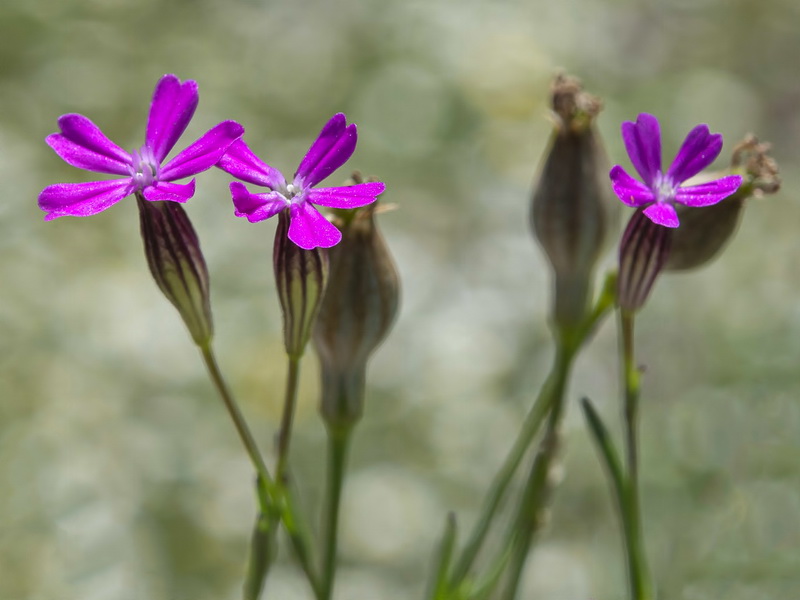Silene cretica.05