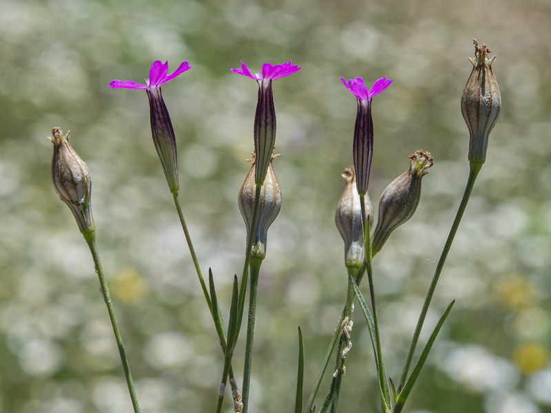 Silene cretica.06