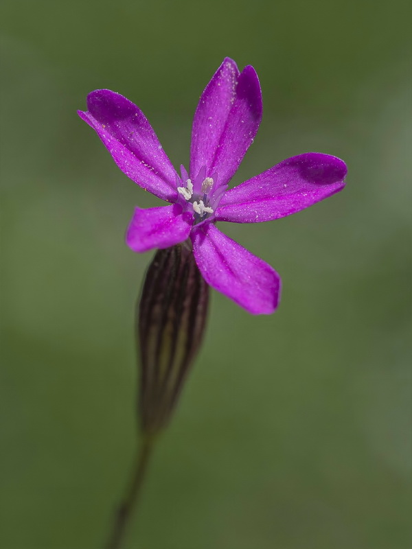 Silene cretica.07