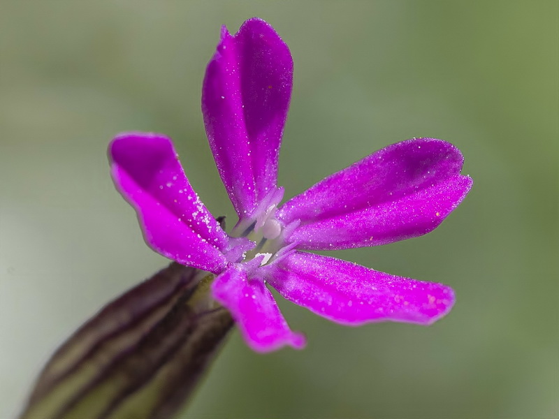 Silene cretica.08