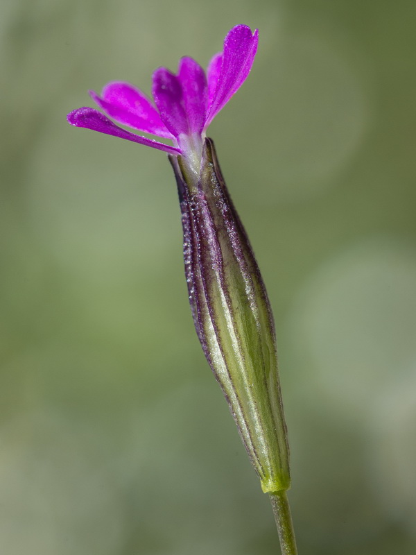 Silene cretica.09