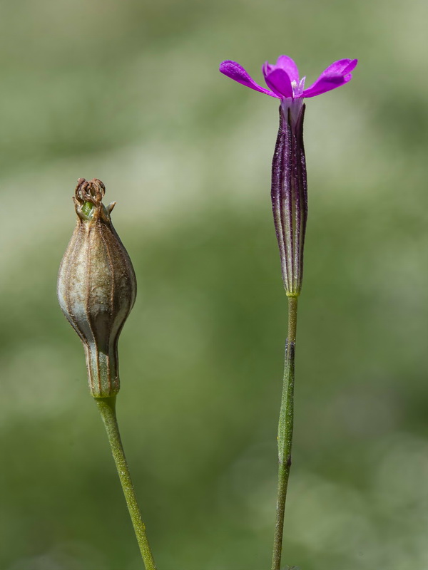 Silene cretica.13