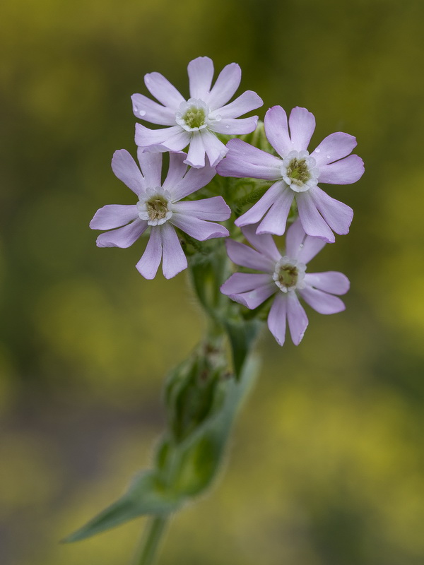 Silene decipiens.01