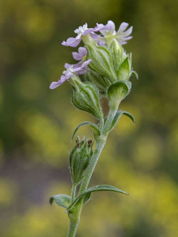 Silene decipiens.02