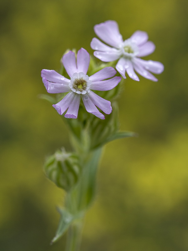 Silene decipiens.06