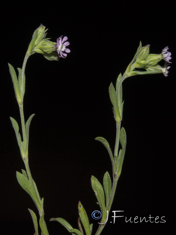 Silene decipiens.04