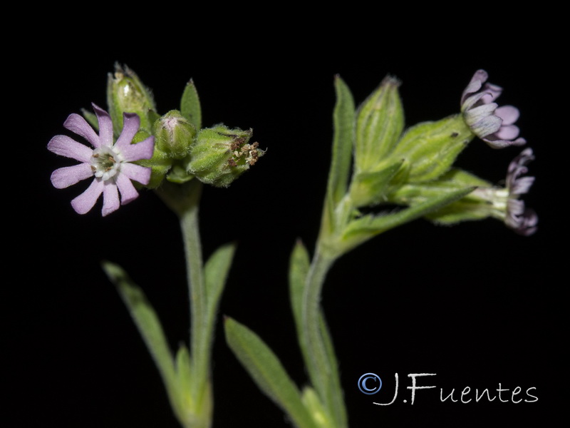 Silene decipiens.06