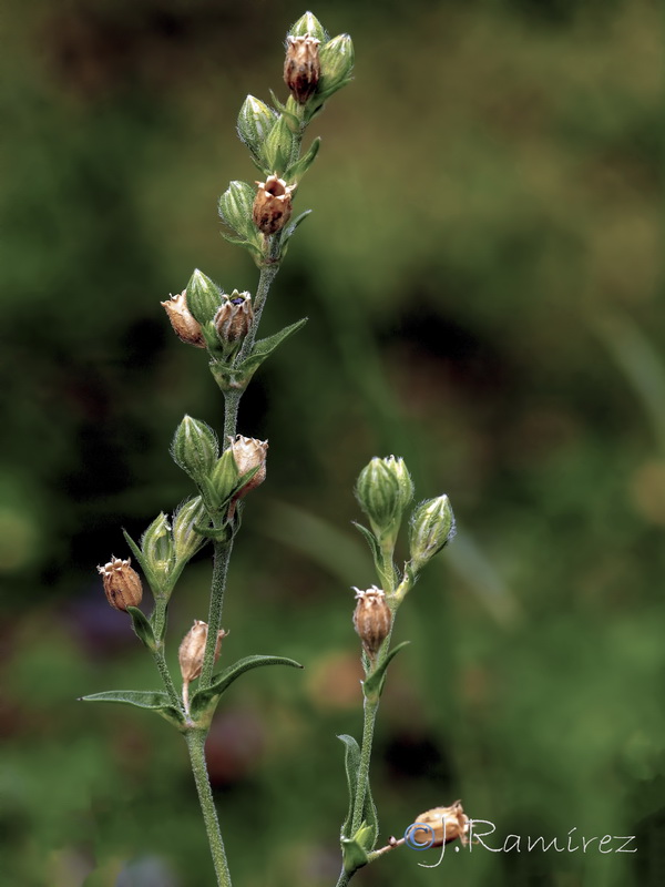 Silene decipiens.08