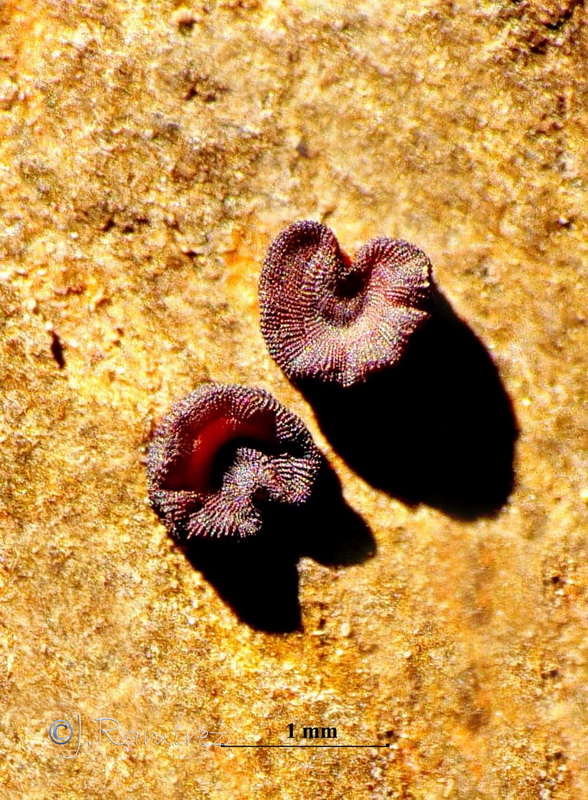 Silene decipiens.09