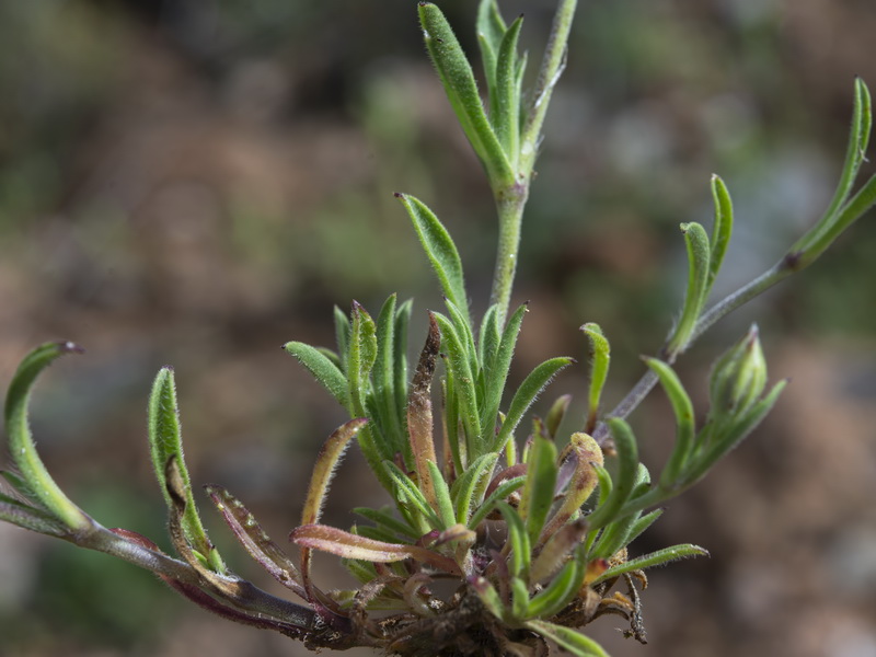 Silene decipiens.12