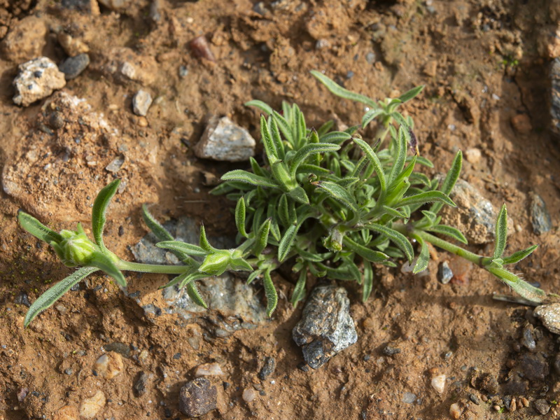 Silene decipiens.13