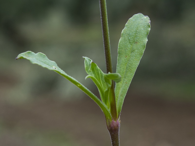 Silene diversifolia bergiana.03