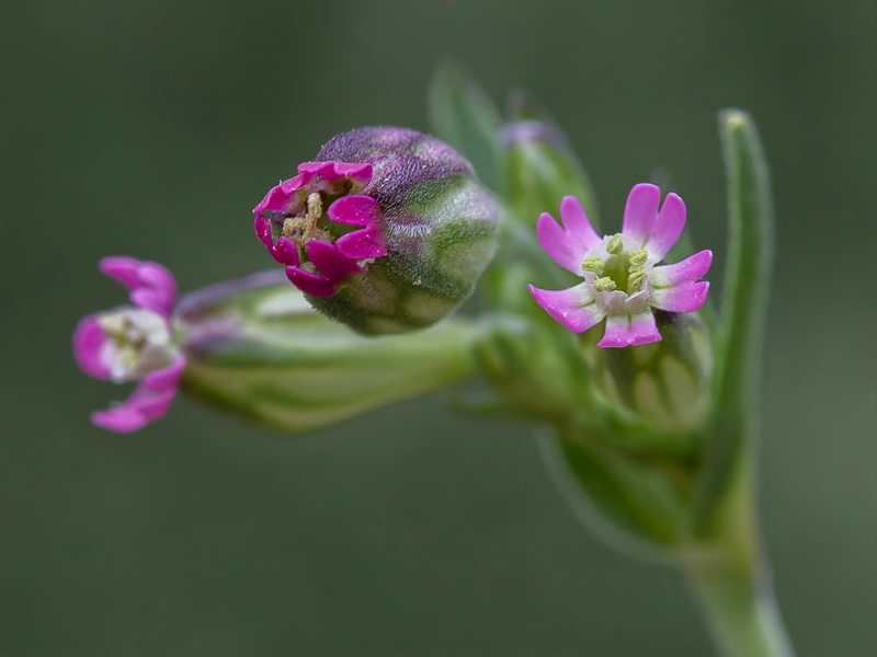 Silene diversifolia bergiana.10