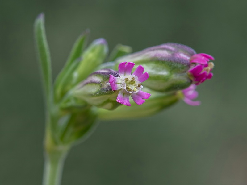 Silene diversifolia bergiana.11