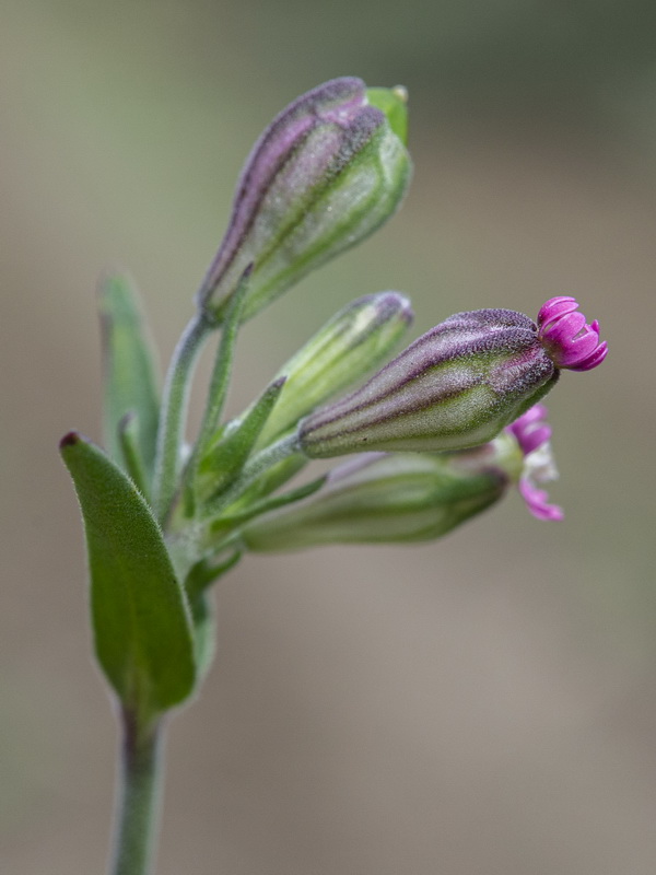 Silene diversifolia bergiana.12