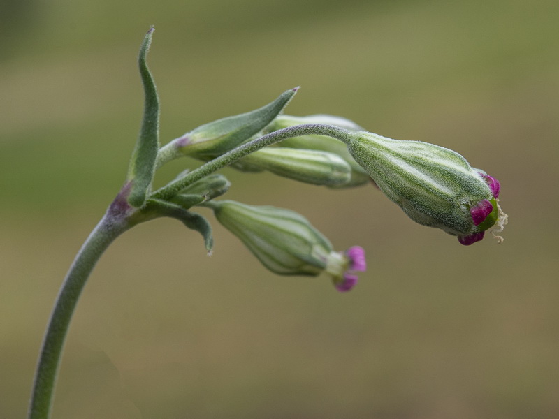 Silene diversifolia bergiana.16