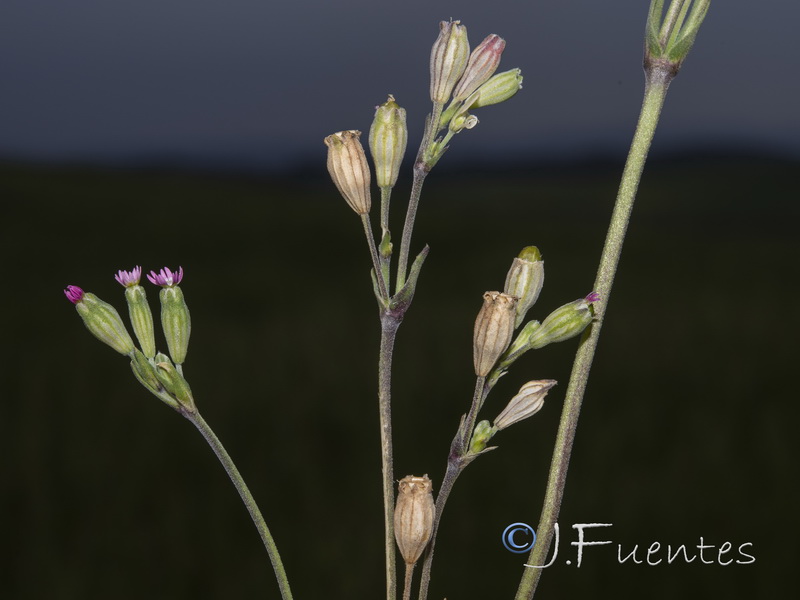 Silene diversifolia bergiana.17