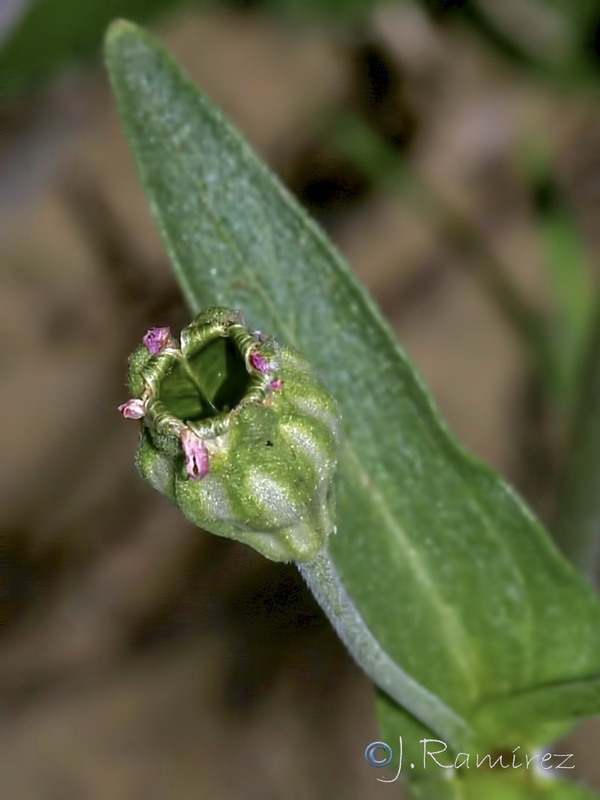 Silene diversifolia bergiana.19