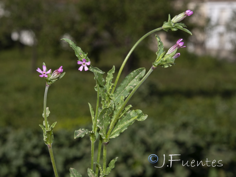 Silene diversifolia diversifolia.01