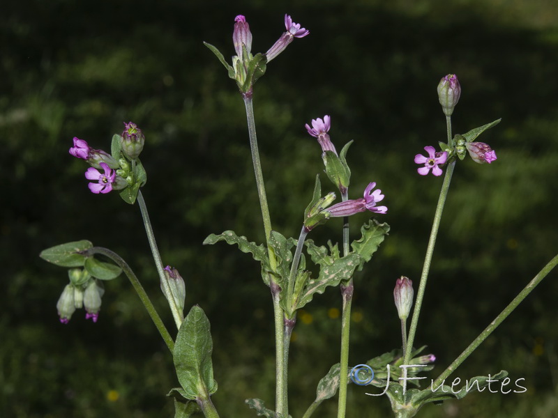 Silene diversifolia diversifolia.02