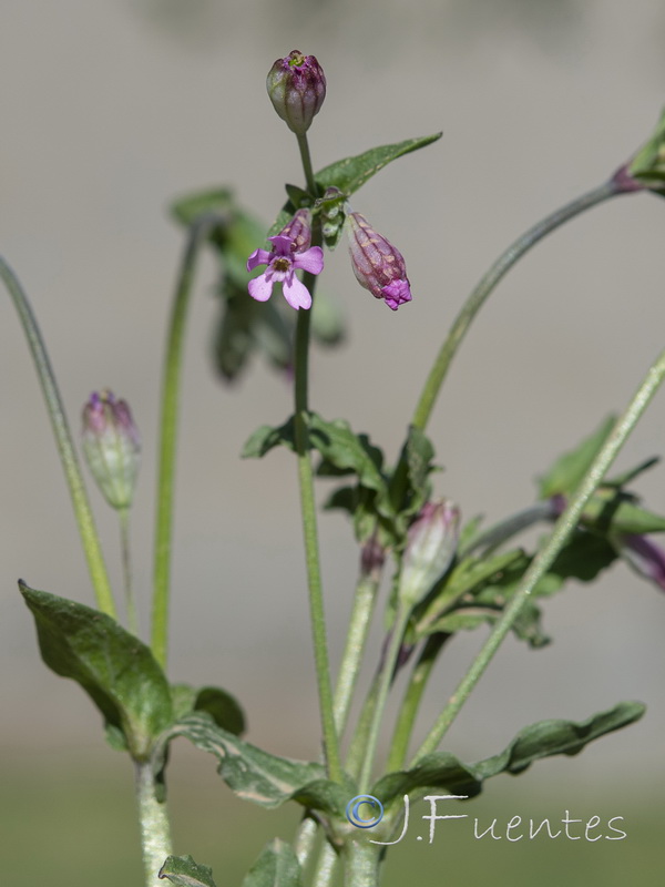 Silene diversifolia diversifolia.03