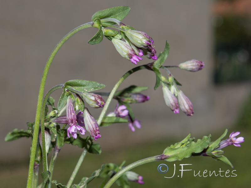 Silene diversifolia diversifolia.04