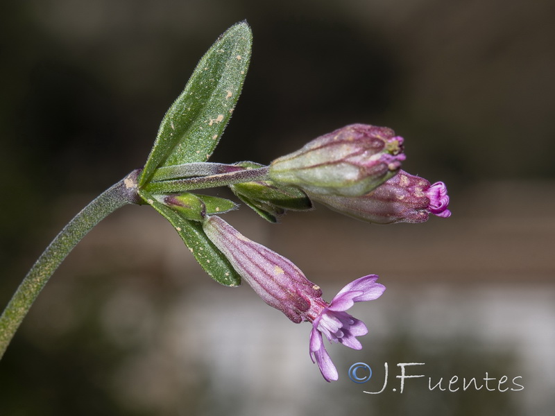 Silene diversifolia diversifolia.05