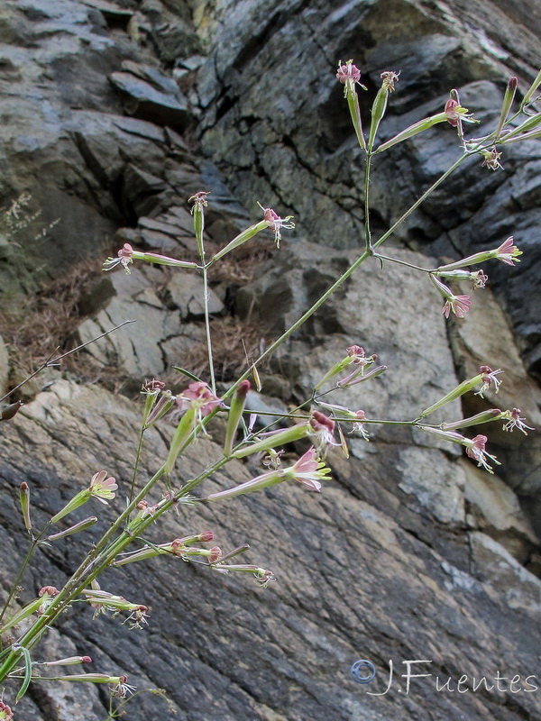 Silene fernandezii.03