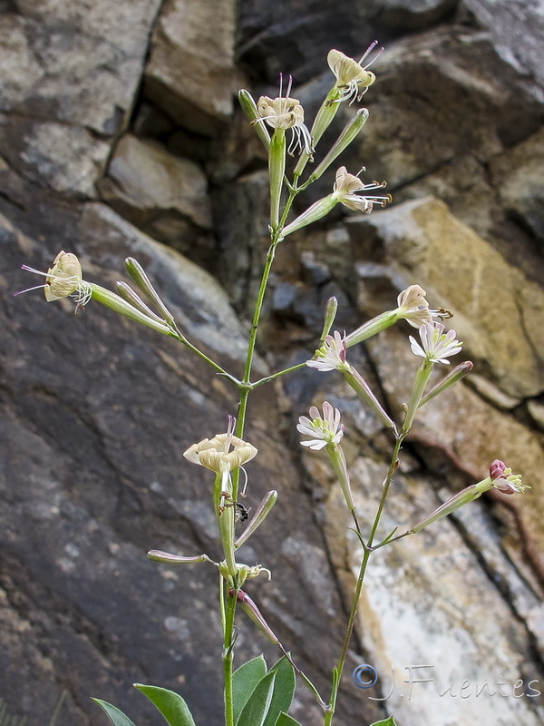 Silene fernandezii.05