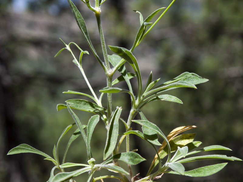 Silene fernandezii.08